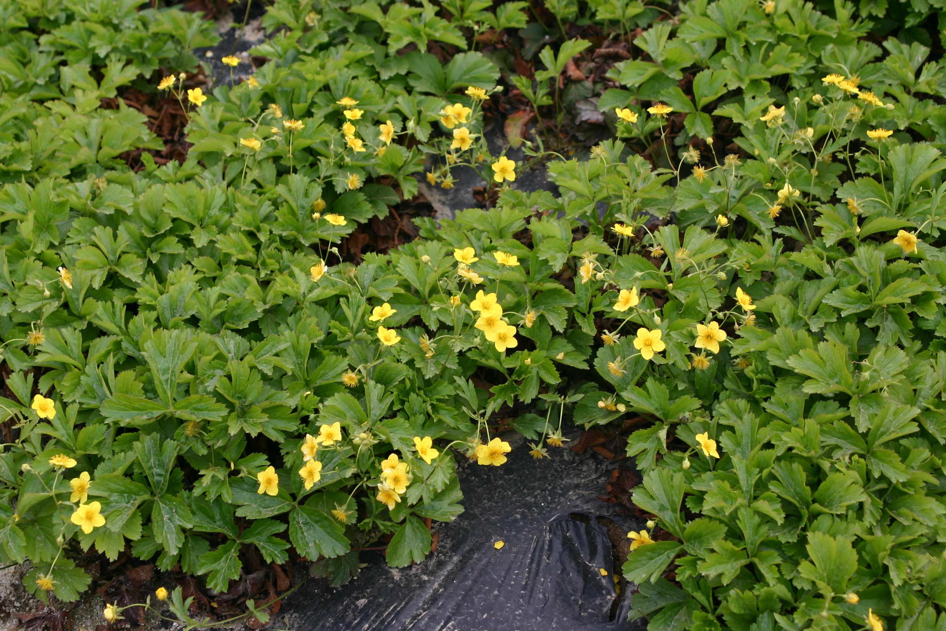 Waldsteinia lobata